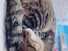 -猫的天空之城概念书店(杭州南宋御街店)