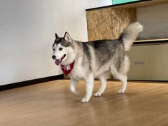 -Husky Go! 哈士奇体验馆·宠物咖啡厅狗咖