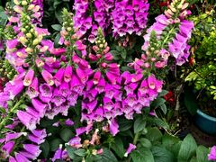 -龙大花卉苗木市场