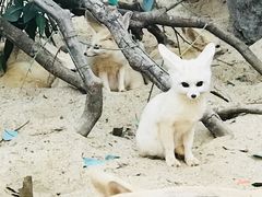 -灵玲国际马戏城