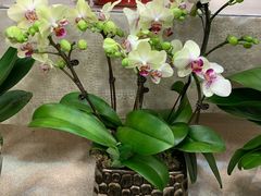 -双季花艺园艺市场(浦东店)