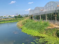 -马陆小张葡萄园农家乐