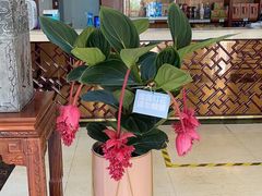 -巨鼎酒店(擂鼓石店)