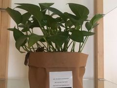 -大雄九老菜馆(南门桥店)