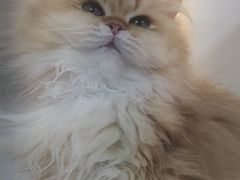 -十月米努特矮脚猫舍