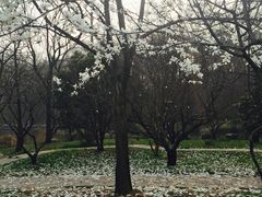 -紫霞湖公园
