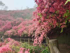 -木兰云雾山