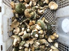 -双喜农庄·菌香园(安居家园店)