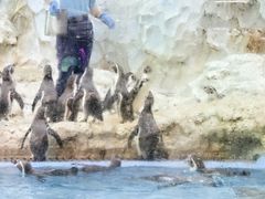 -帝企鹅自助餐厅•儿童岛•真企鹅(长隆企鹅酒店)