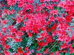 -上海市保健医疗中心(华东疗养院)