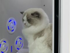 -爱洗澡的猫(天河路店)