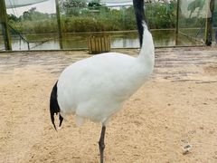 -盐城丹顶鹤湿地生态旅游区