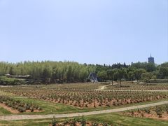 -宜兴龙背山森林公园