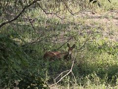 -北京麋鹿生态实验中心