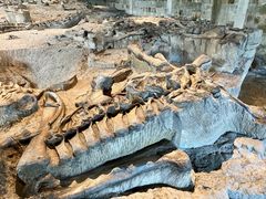 -自贡恐龙博物馆