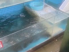 -费明中罗非鱼(大石坝店)