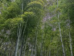 -上海佘山国家森林公园天马山园