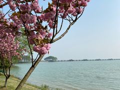 -贡湖湾湿地公园