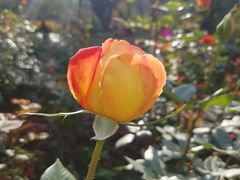 -人民公园(罗湖区)