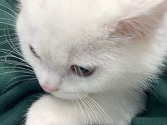-宠颐生汉谟拉比宠物医院