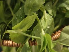 -华冠悠岚·庭院餐厅(青城后山店)