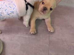 -百好乐宠物友好餐厅(朝外大街店)