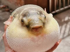 -长顺河豚馆(江洲东路)