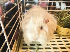 -藦茜花园宠物主题亲子互动体验馆(国顺东路店)