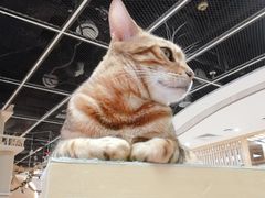 -猫和宫(六道口店)