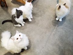 -飞行喵MR PILOT|猫舍·猫咖(静安大融城店)
