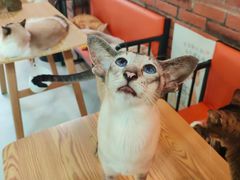 -豆逗聊愈猫阁Easy Life