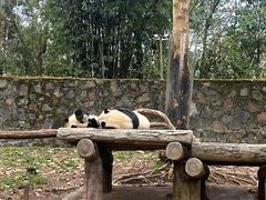 -都江堰中华大熊猫苑