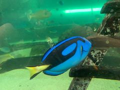 -悉尼海洋生物水族馆