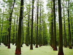 -渌洋湖湿地公园