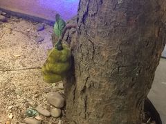 -海岛八号龙虾烧烤田鸡(蓝天路总店)