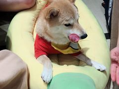 -逗柴咖啡屋·狗咖猫咖宠物桌游