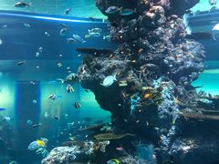 -新加坡海洋生态馆