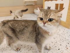 -猫域·湾主题猫咖·宠物吧(南坪城市广场店)