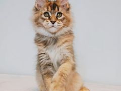 -十年猫舍·猫咪专门店(普陀店)