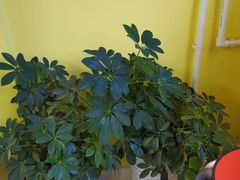 -LILY英语思维馆(玉泉路店)