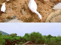 -无锡动物园·太湖欢乐园