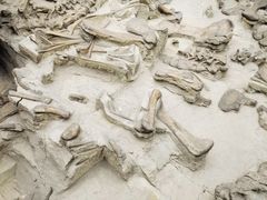 -自贡恐龙博物馆