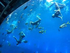 -瑞德姆美人鱼海底演艺主题餐厅(亚龙湾店)