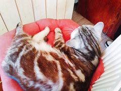 -海边的猫和咖啡馆
