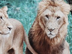 -北京野生动物园