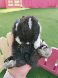 -萌宠亲子动物乐园(槐房万达店)