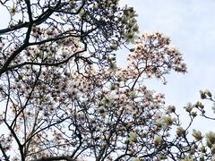 -红梅公园