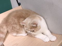 -飞行喵MR PILOT|猫舍·猫咖(静安大融城店)