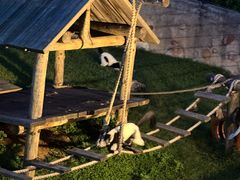 -大连森林动物园