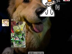 -趣玩宠物乐园寄养训犬训狗游泳池